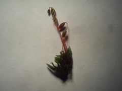 Bryum argenteum
