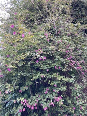 Bougainvillea glabra