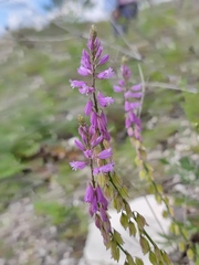 Polygala cretacea