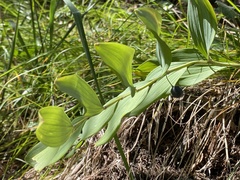 Polygonatum odoratum