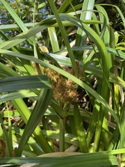 Cyperus lucidus