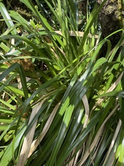 Cyperus lucidus