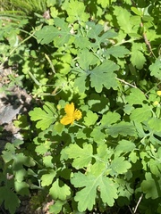 Chelidonium majus