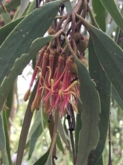 Amyema pendula pendula