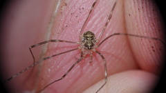 Amilenus aurantiacus