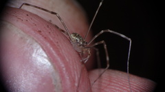 Amilenus aurantiacus