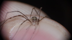 Amilenus aurantiacus