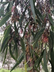 Amyema pendula pendula