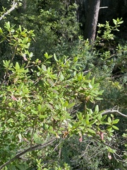 Rhododendron ledebourii
