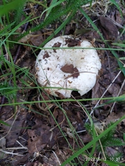 Russula delica