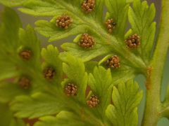 Athyrium americanum
