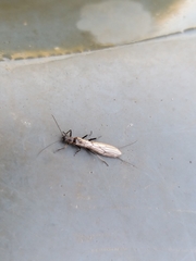 Plecoptera