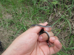 Orientocoluber spinalis