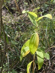 Polygonatum odoratum