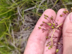 Trinia multicaulis