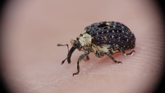 Cionus scrophulariae