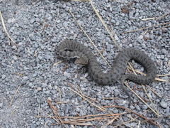 Gloydius ussuriensis