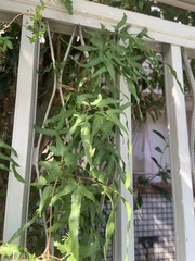 Lygodium japonicum