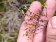 Trinia multicaulis