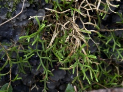 Selaginella oregana