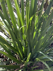Dietes robinsoniana