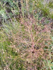 Trinia multicaulis