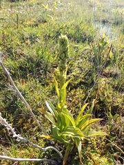Veratrum oxysepalum