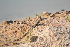 Varanus salvator macromaculatus
