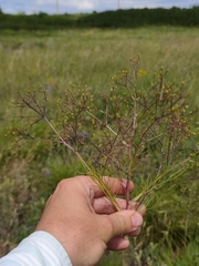 Trinia multicaulis