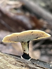 Cerioporus leptocephalus