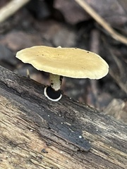 Cerioporus leptocephalus