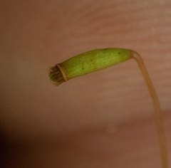 Plagiomnium cuspidatum