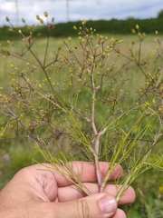 Trinia multicaulis