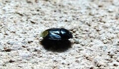 Pangaeus bilineatus