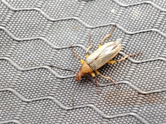 Tenebrionoidea