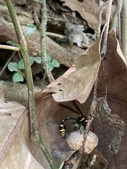 Phimenes flavopictus formosanus