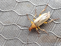 Tenebrionoidea