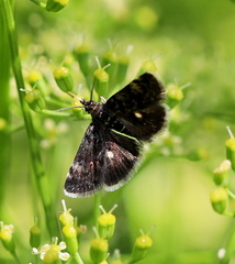 Heliothela wulfeniana