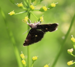 Heliothela wulfeniana