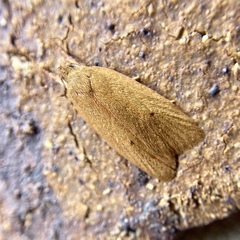 Enoplidia simplex