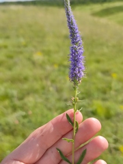 Veronica spicata