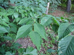 Acalitus ferrugineum