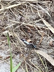 Orthetrum albistylum speciosum