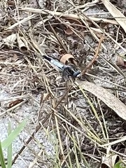 Orthetrum albistylum speciosum