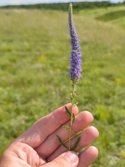 Veronica spicata