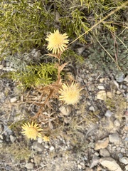 Carlina corymbosa