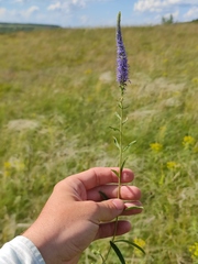 Veronica spicata