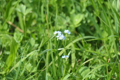 Myosotis scorpioides