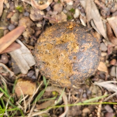 Pisolithus