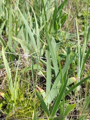 Iris pumila